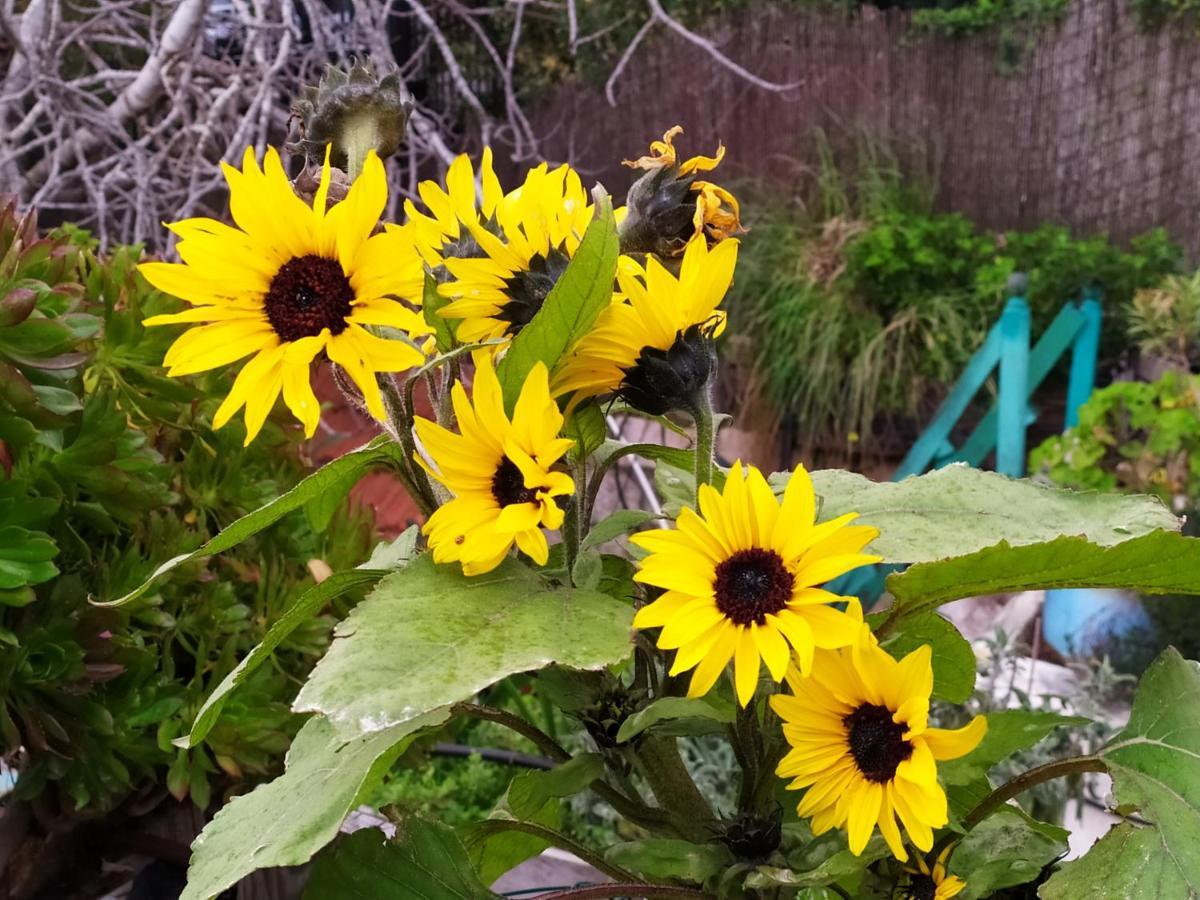 耶路撒冷Cozy Garden公寓 外观 照片